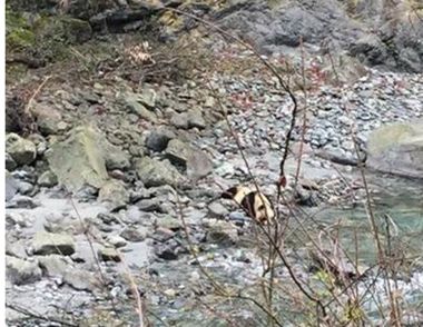 四川芦山发现喝水野生大熊猫憨态可爱 怎样饲养大熊猫