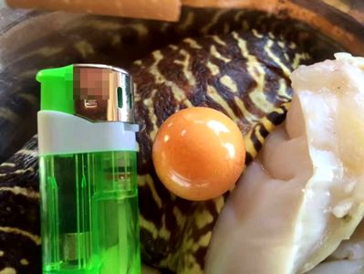 渔民捞海螺现稀有珍珠 怎么鉴别珍珠好坏