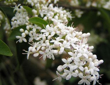 夜来香繁殖方法