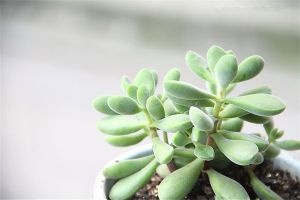 若歌诗有哪些养护技巧？