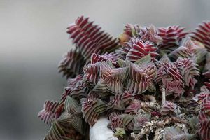 茜之塔养护技巧