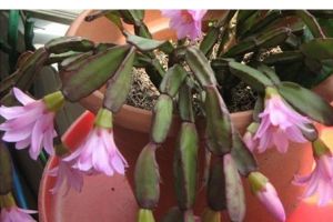 落花之舞怎么照顾？