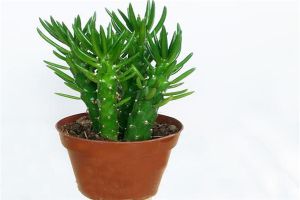 将军棒怎么护理?