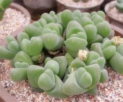 藻铃玉怎么养活？