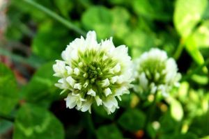 白车轴草的种植技巧