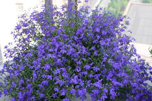 六倍利养护技巧