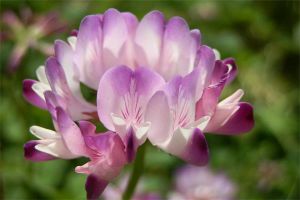 紫云英怎么照顾？