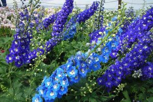 飞燕草怎么护理?