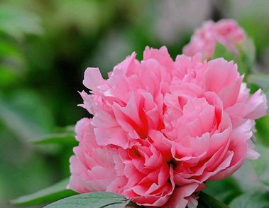 愿你一生安平 植物对家居风水的影响