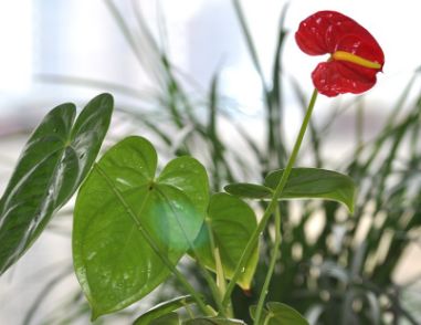 红掌得了细菌性叶斑病如何防治图片