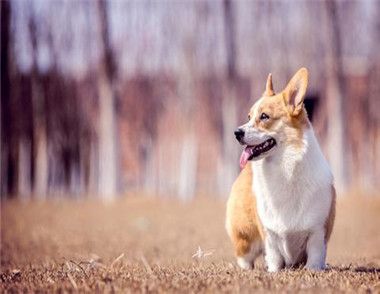 幼犬奶糕怎么样