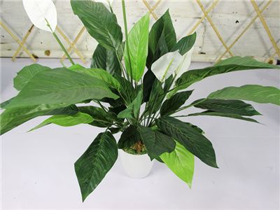 一帆风顺怎么养 一帆风顺的养殖方法