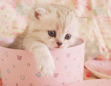 猫有泪痕是怎么造成的