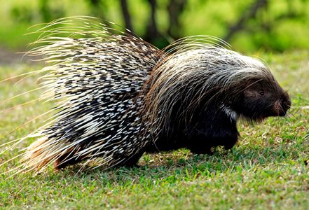 女学生返乡养豪猪赚30万 豪猪怎么养殖