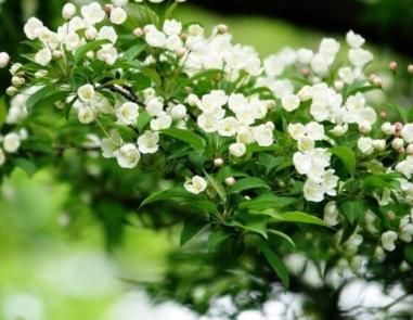 植物对温度分为哪几种