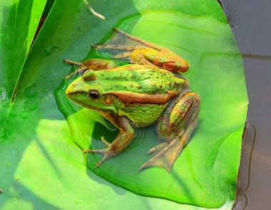 孕妈梦见青蛙好不好 孕妇梦见青蛙意味着什么