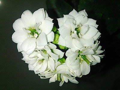 卡萨布兰卡花语