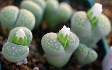 多肉盆栽夏季休眠不生长的三大原因  日常养护需注意