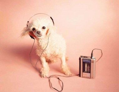 怎么才能将贵宾犬健康的养大 注意保持清洁