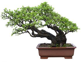 养了颗盆栽细心浇养五个月拔下来哭了