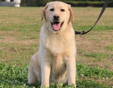 拉布拉多犬突然无力站不起来