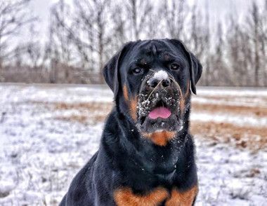 怎么解决罗威纳护食问题