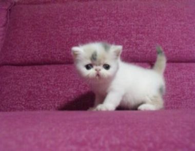 猫咪一天喂多少粮食 猫咪怎么喂食