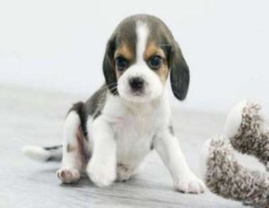 怎样选择健康的狗狗