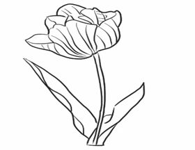 郁金香简笔画怎么画