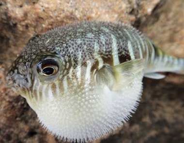 河豚的毒素主要在哪里?河豚怎么吃才没毒?