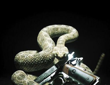 响尾蛇尾巴为什么会响？响尾蛇尾巴有什么作用？