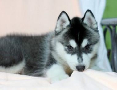 狗狗发情期怎么办