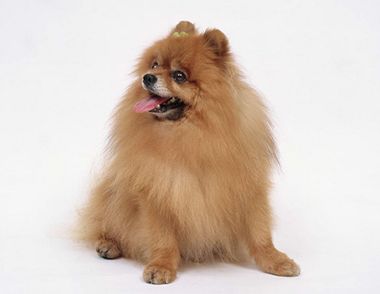 训狗怎么奖励比较好？狗狗过于兴奋怎么办？