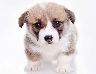 狗狗不小心吃了巧克力怎么办？巧克力对狗狗有什么危害？