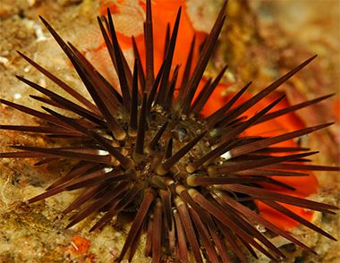 被海胆刺了怎么办？ 海胆的食用方法是什么？