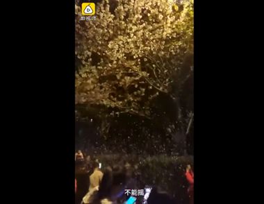 武大谴责樱花雨 如何做到文明赏花