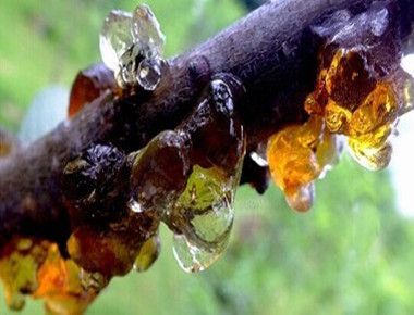 桃子树上的胶能吃吗 桃子中间长虫还能吃吗