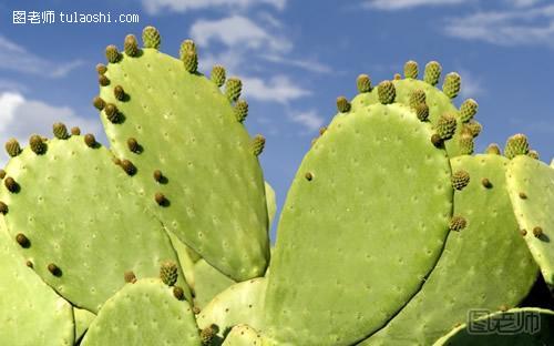 【图】治疗颈椎病的偏方_图老师