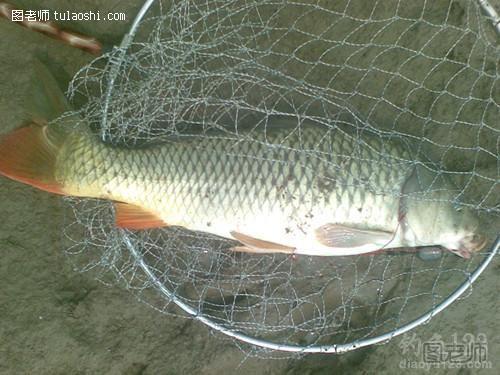 海竿钓获14斤大鲤鱼