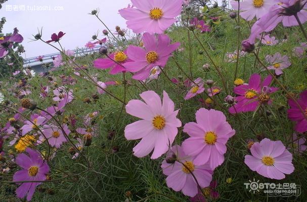 格桑花花语