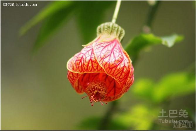 金铃花有毒吗