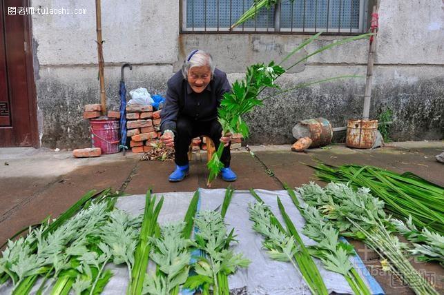 艾蒿是什么