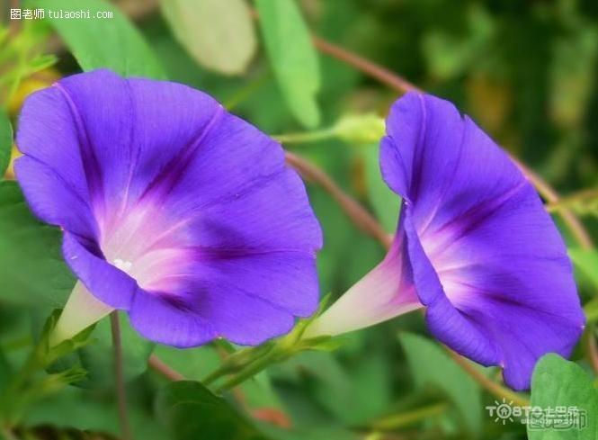 牵牛花的特点