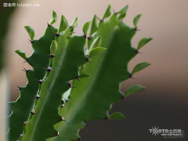 龙骨花风水