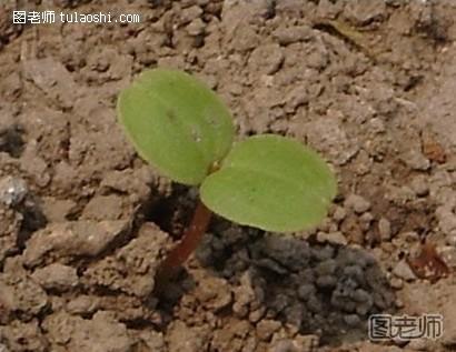 【凤仙花】凤仙花图片 凤仙花的生长过程(全程解说)