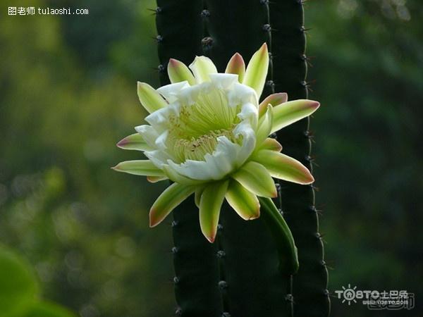 龙骨花风水