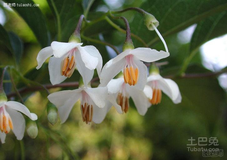 茉莉花花期