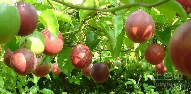 【图】百香果的副作用有哪些 美味不宜过量吃