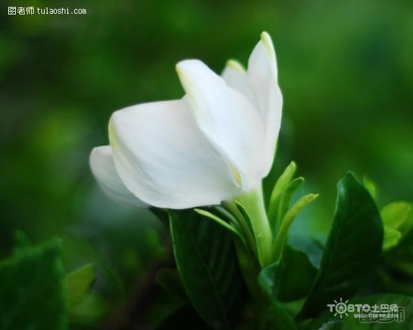 栀子花的花语