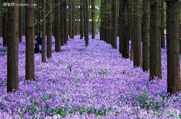 二月兰花语